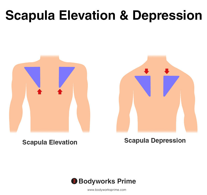 Image of a person demonstrating the movements of scapula elevation and depression.