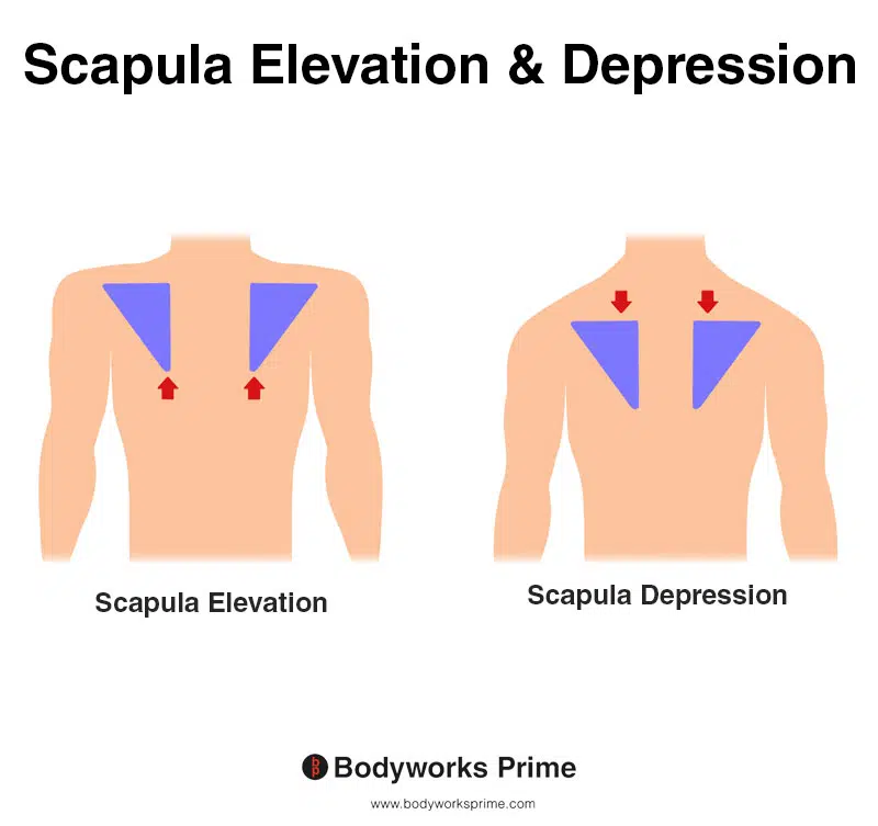 Image of a person demonstrating the movements of scapula elevation and depression.