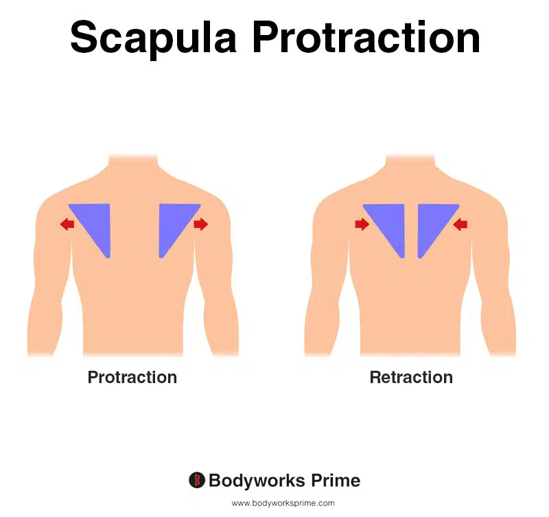 Image of a person demonstrating the movement of scapula protraction.