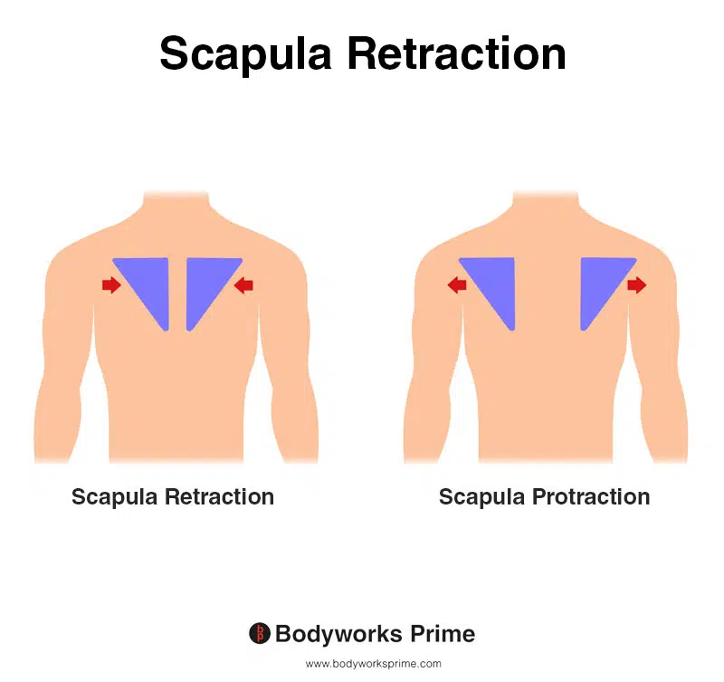 Image of a person demonstrating the movement of scapula retraction.