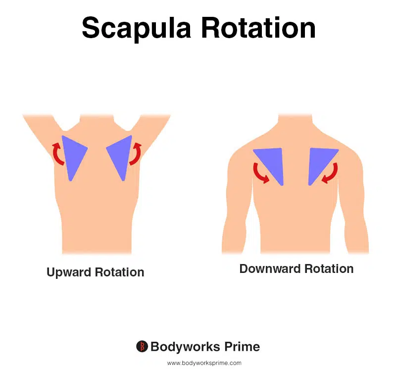 Image of a person demonstrating the movements of scapula upward and downward rotation.