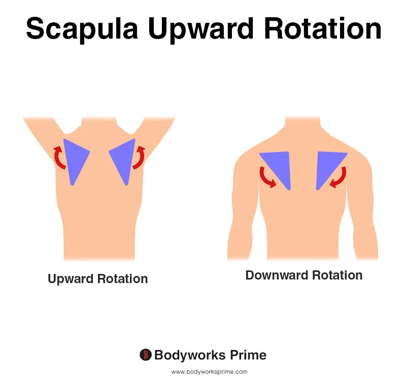 Image of a person demonstrating the movement of scapula upward rotation.