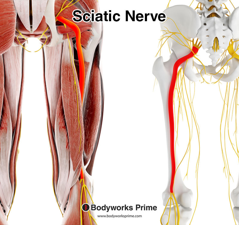 Sciatic nerve highlighted in red