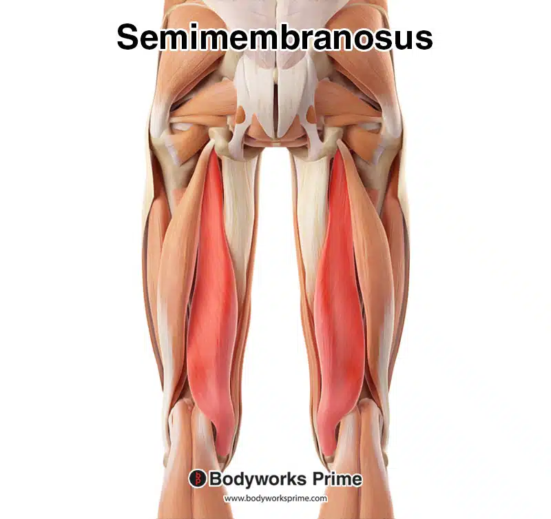 semimembranosus muscle highlighted in red from a lateral and medial view