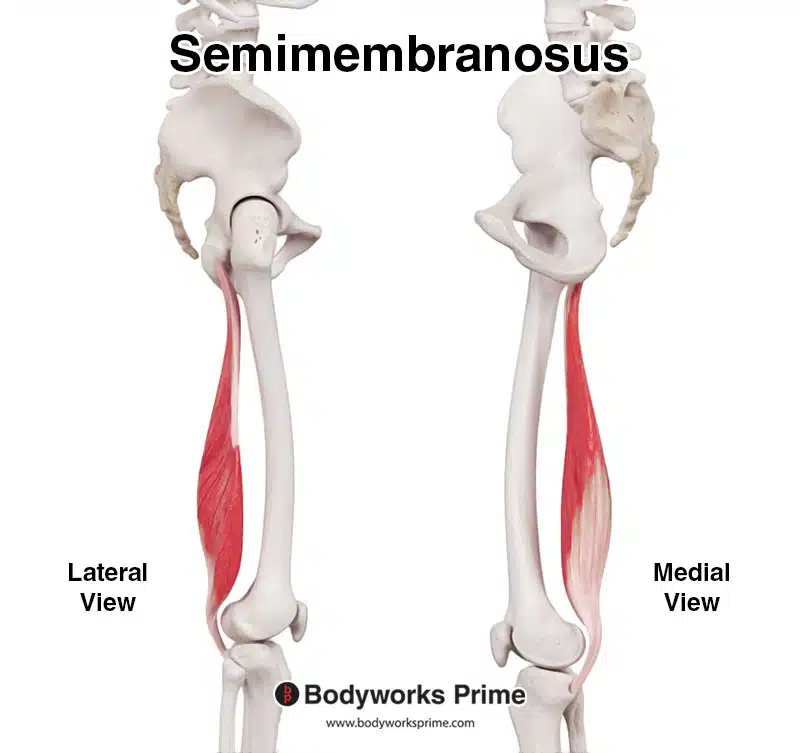 semimembranosus muscle from a lateral and medial view