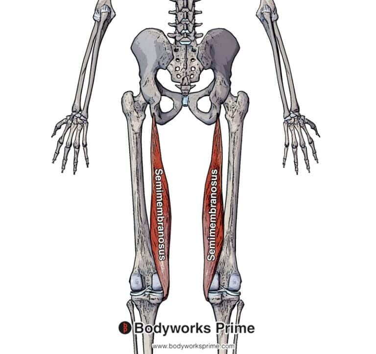 Pectoralis Major Muscle Flashcards - Bodyworks Prime