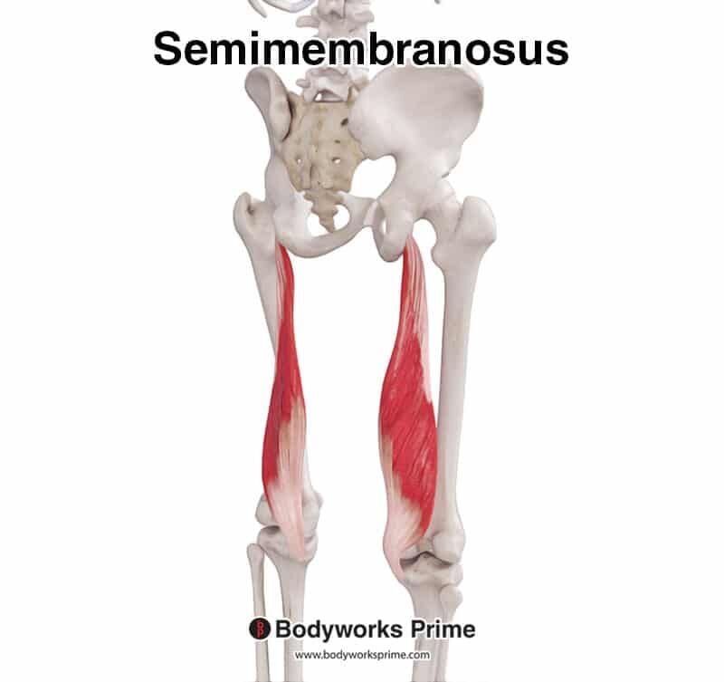 Semimembranosus Muscle Anatomy - Bodyworks Prime