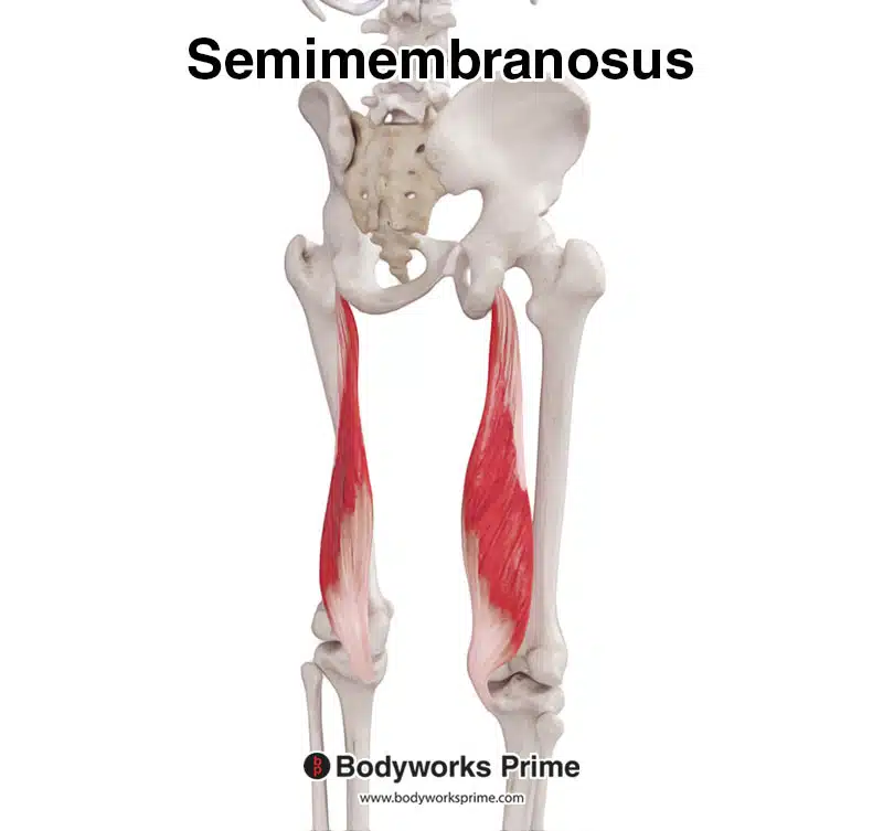semimembranosus muscle from a posterolateral view
