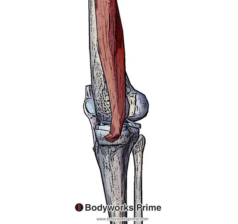 Distal tendon of the semimembranosus muscle