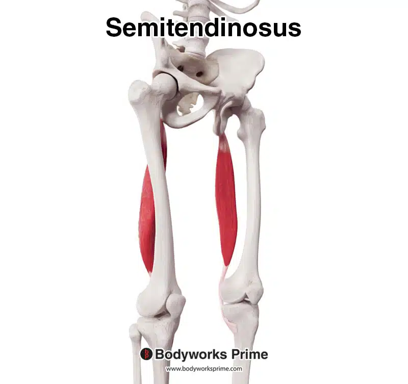 semitendinosus muscle anterolateral view