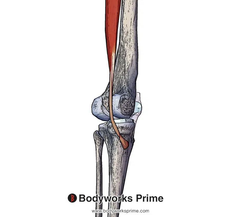 semitendinosus muscle's distal tendon in isolation