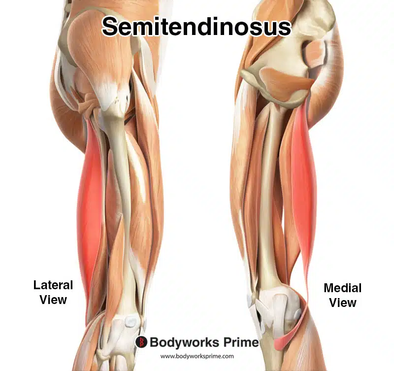semitendinosus muscle highlighted in red amongst the other muscles of the hip and thigh from a lateral and medial view