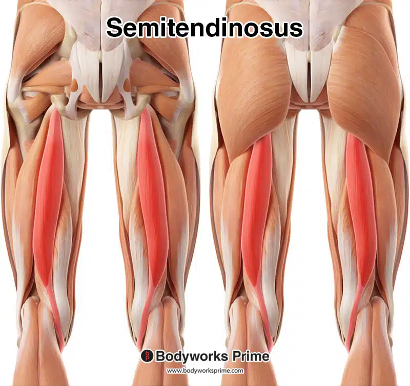 semitendinosus muscle highlighted in red amongst the other muscles of the hip and thigh from a posterior view