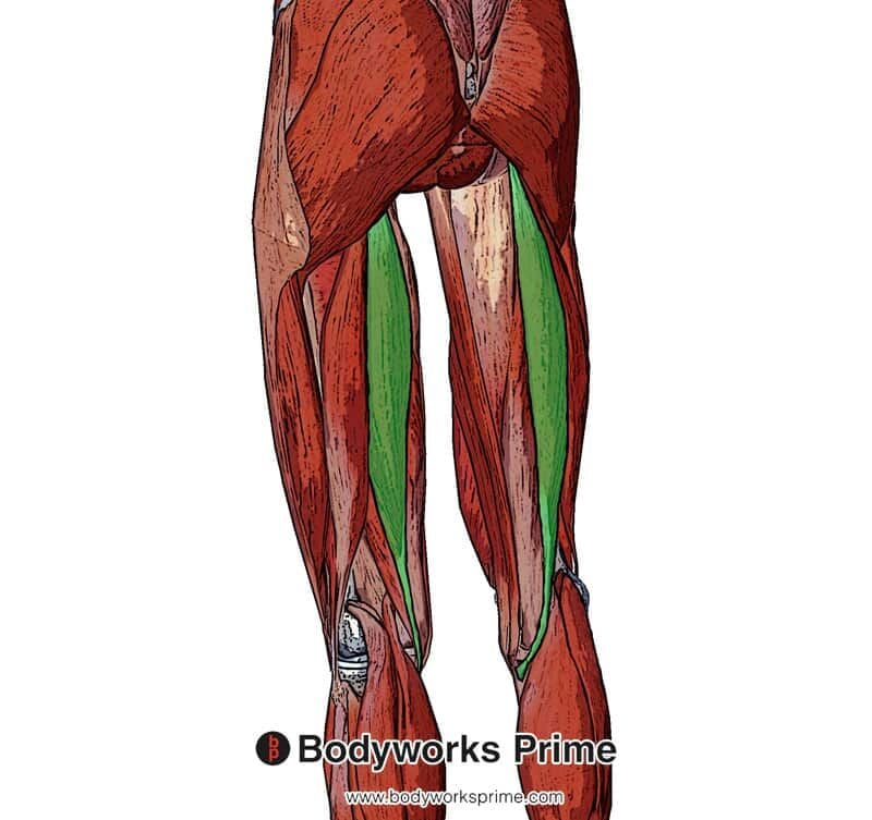 Semitendinosus Muscle Anatomy - Bodyworks Prime