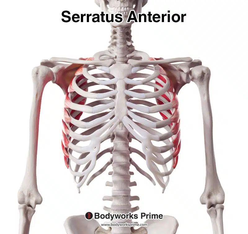 serratus anterior, anterior view