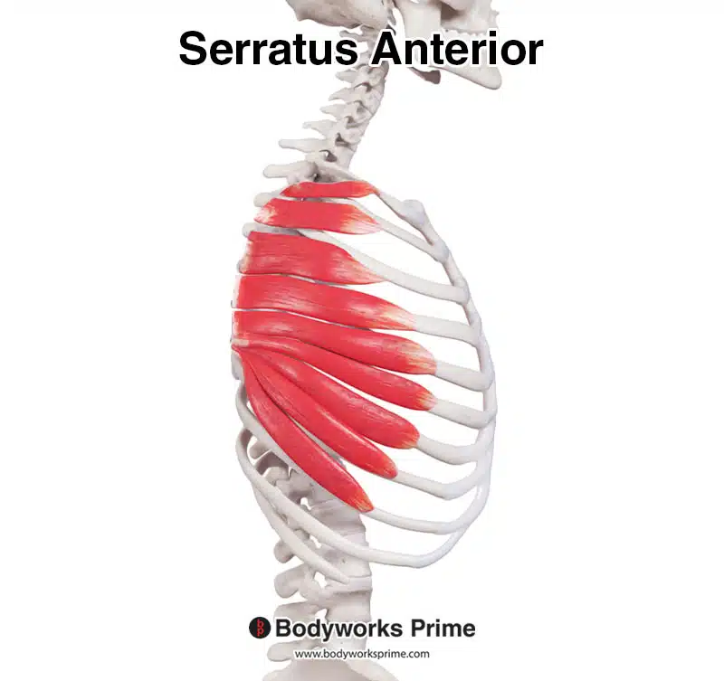 serratus anterior muscle from a lateral view