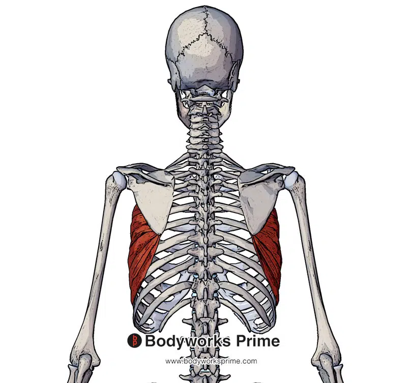 serratus anterior muscle posterior view