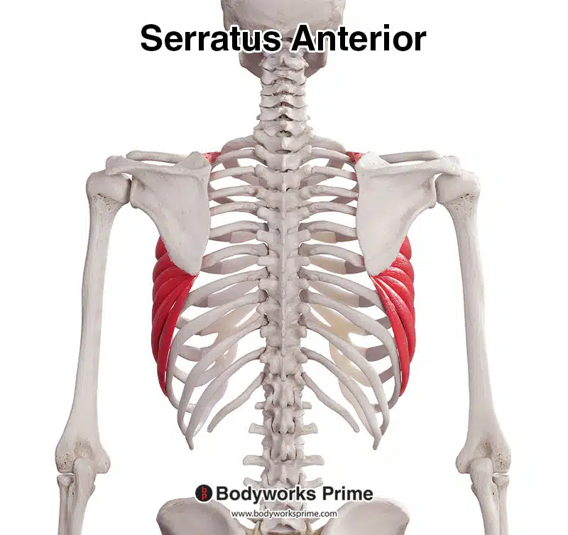 serratus anterior muscle posterior view
