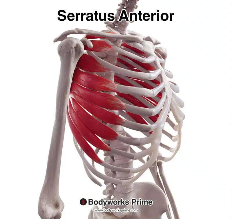serratus anterior muscle an anterolateral view