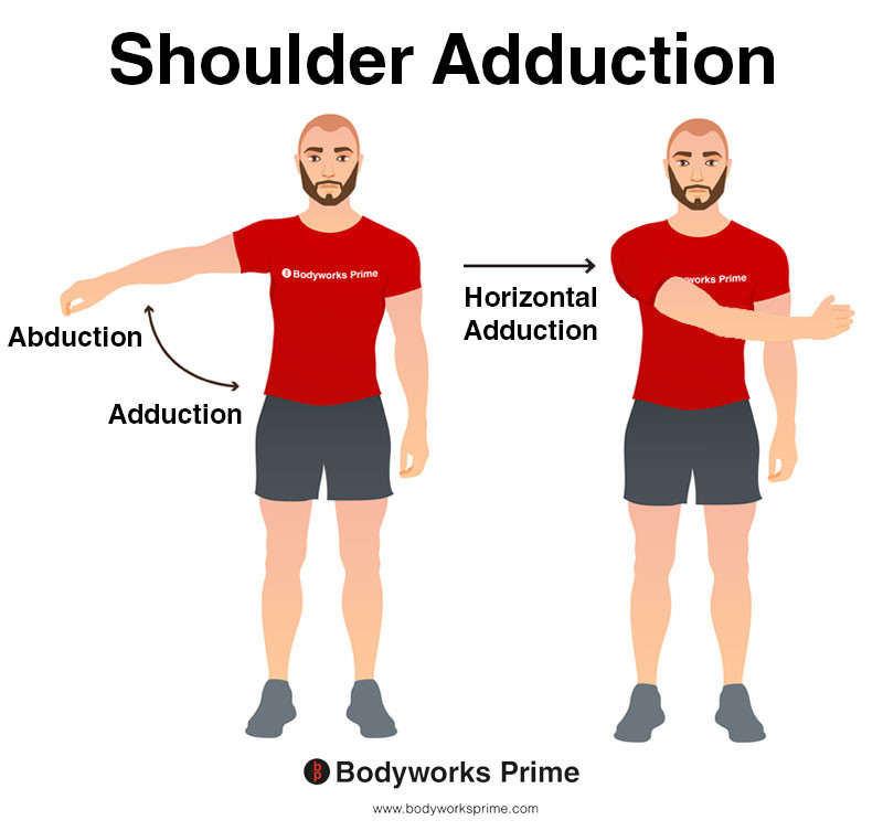 Shoulder adduction and horizontal adduction