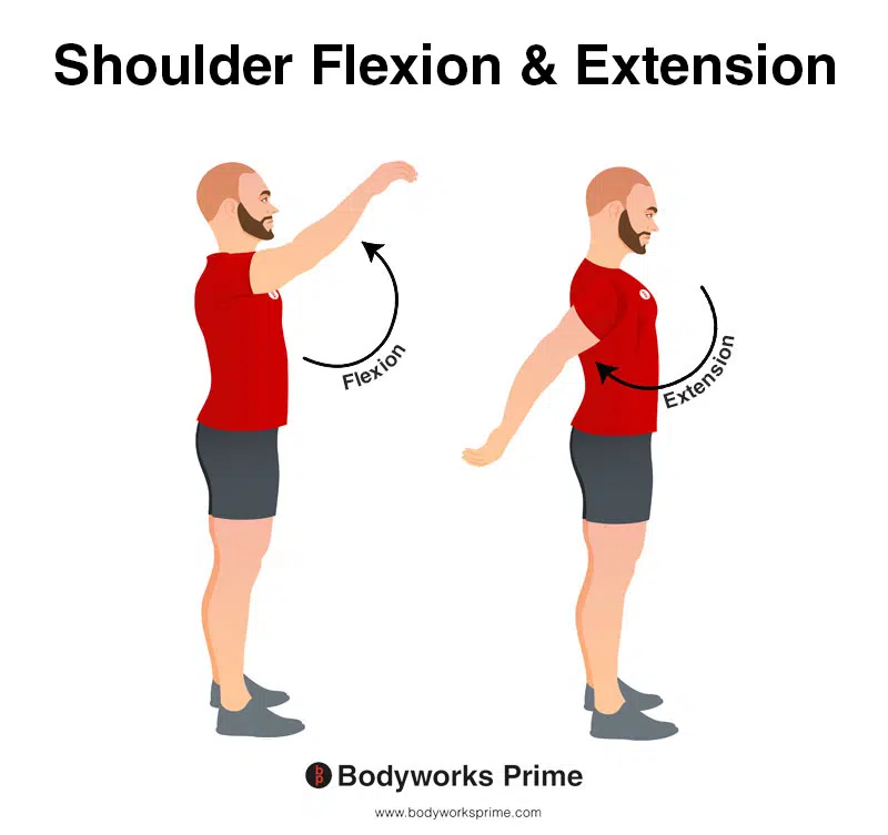 Image of a person demonstrating the movements of shoulder flexion and extension.