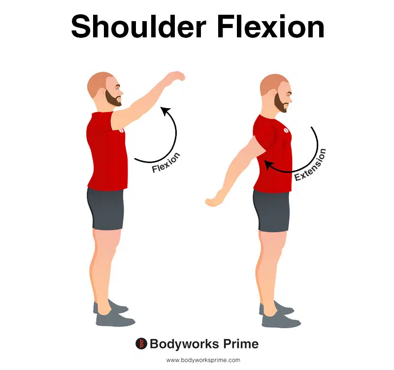 Image of a person demonstrating the movement of shoulder flexion.
