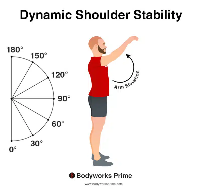 shoulder stability during arm elevation