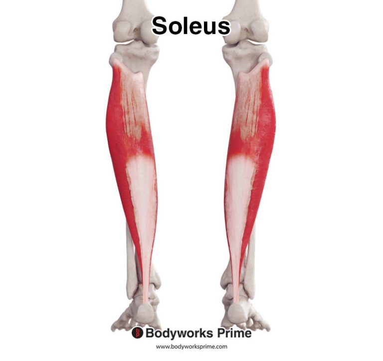 Soleus muscle anatomy diagram
