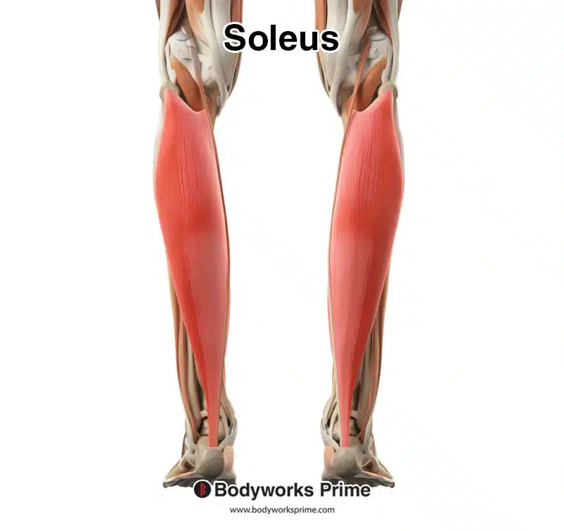 Soleus muscle highlighted in red amongst the other leg muscles
