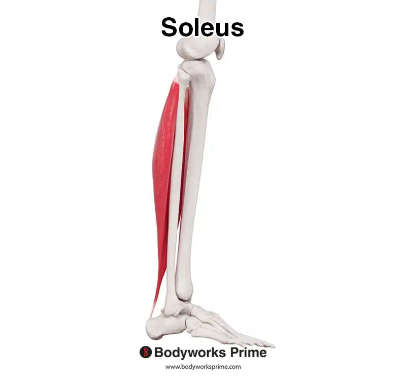 Soleus muscle, lateral view