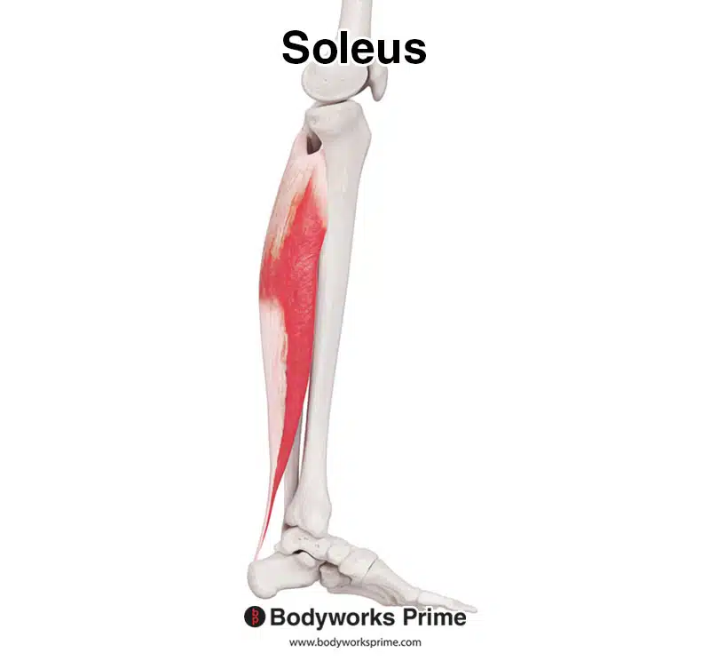 Soleus muscle, medial view