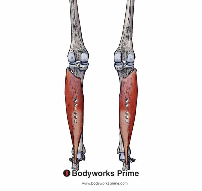 Supraspinatus Muscle Anatomy - Bodyworks Prime