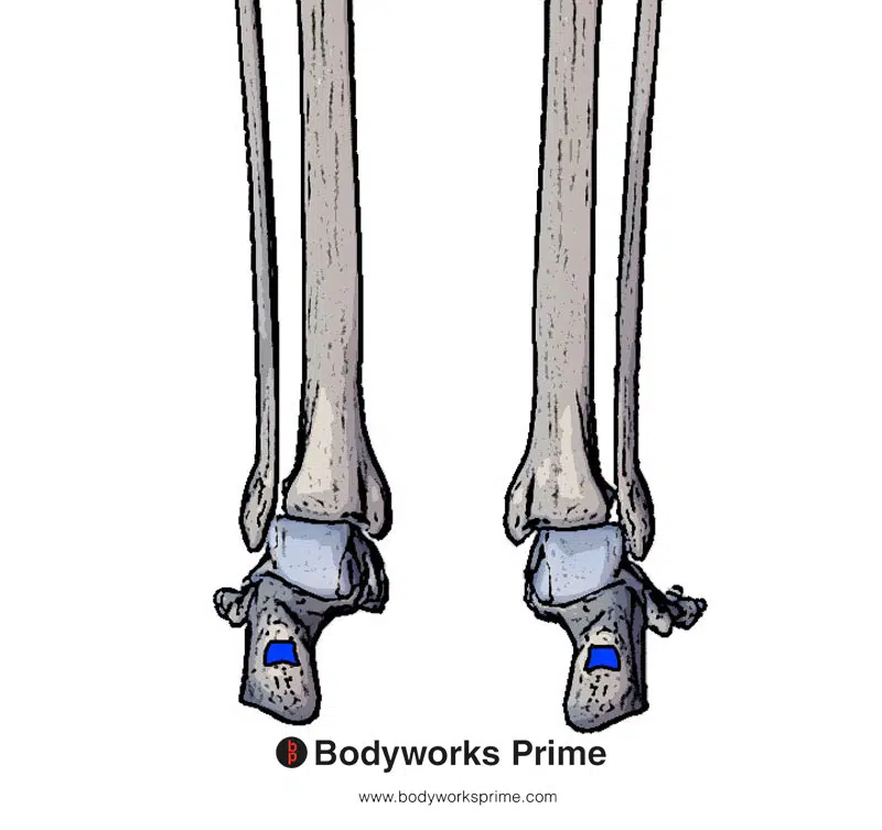insertion of the soleus muscle highlighted in blue