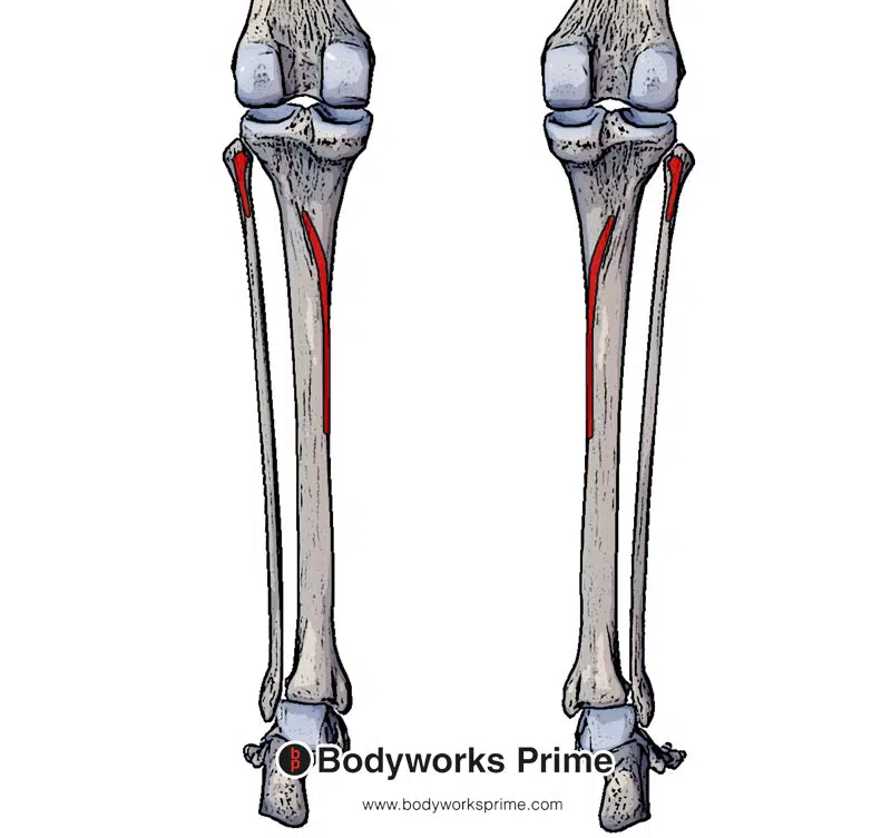 origin of the soleus muscle highlighted in red
