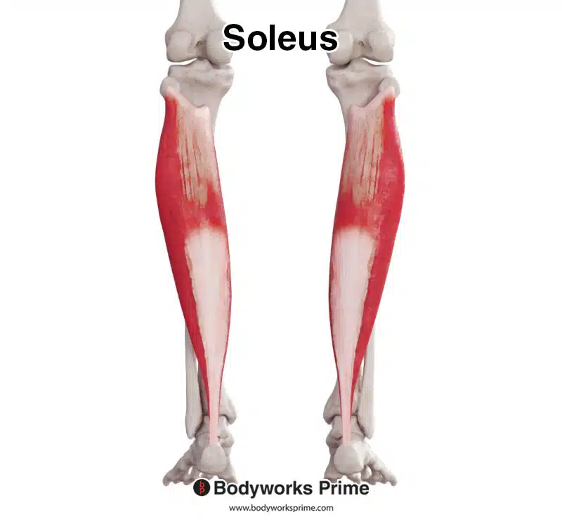 Soleus muscle from an anterior view