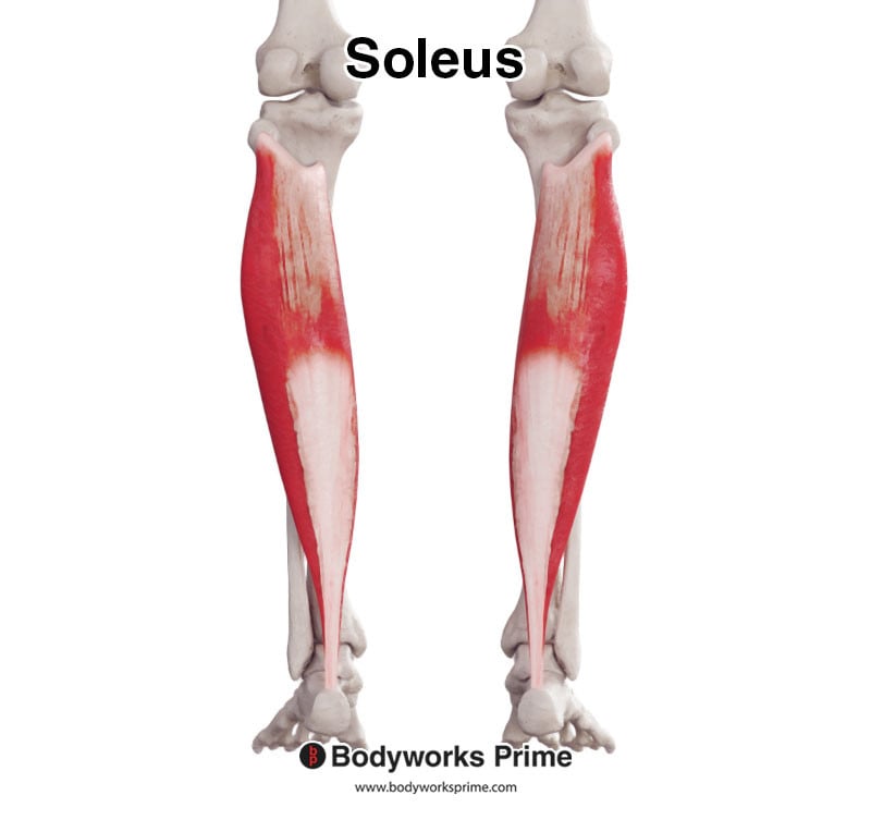 Soleus Muscle When Running At Leonard Gagliano Blog Soleus Muscle When Running At Leonard Gagliano Blog