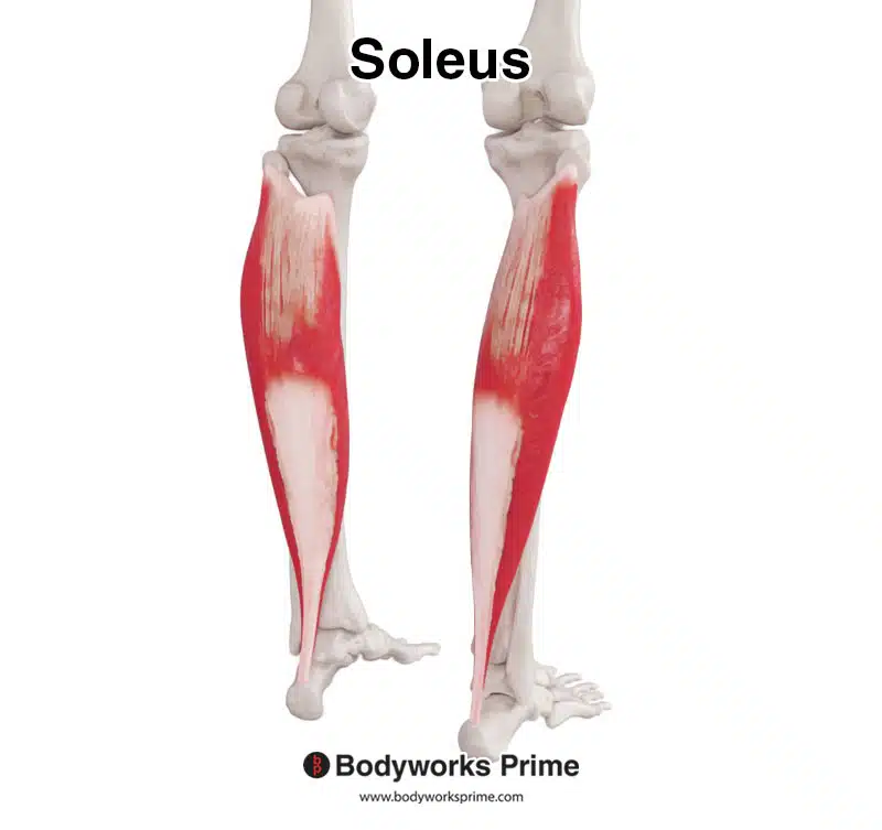 Soleus muscle from a posterolateral view
