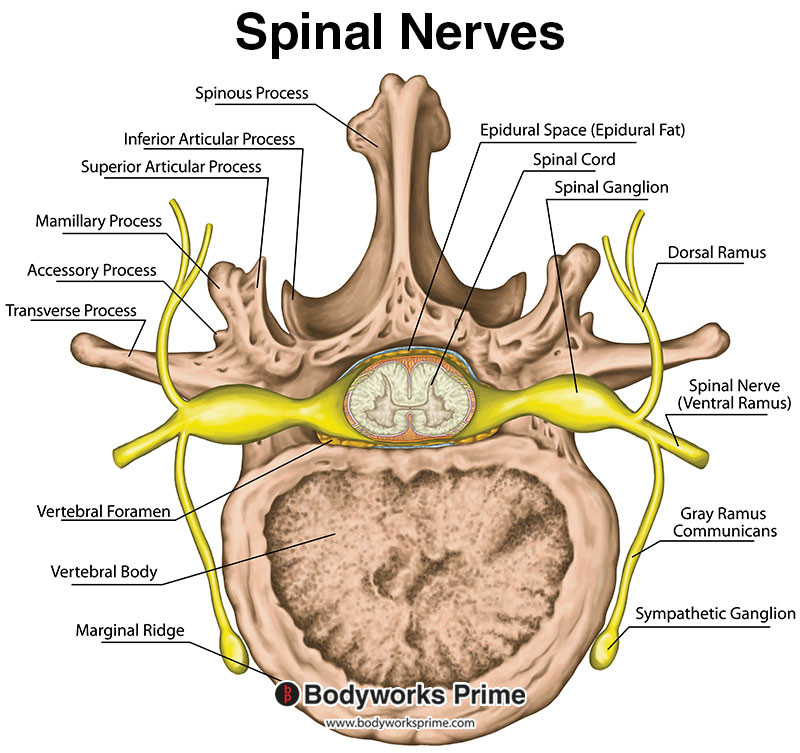 spinal nerves anatomy