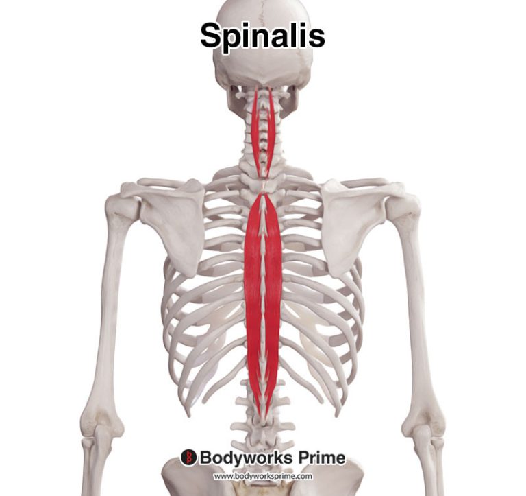 Spinalis muscle anatomy diagram