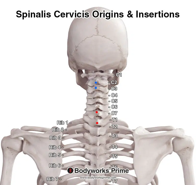 spinalis cervicis section origin and insertion