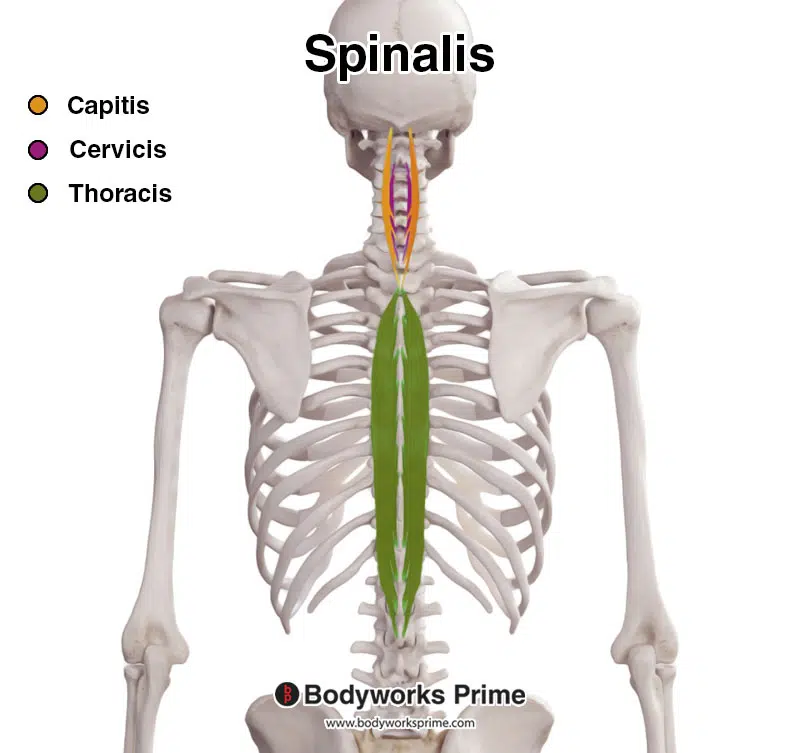 spinalis sections highlighted