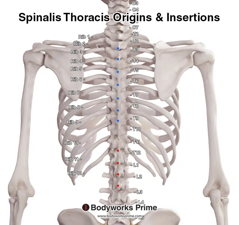 spinalis thoracis origin and insertion points