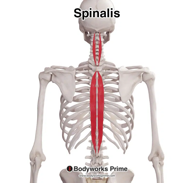 spinalis muscle