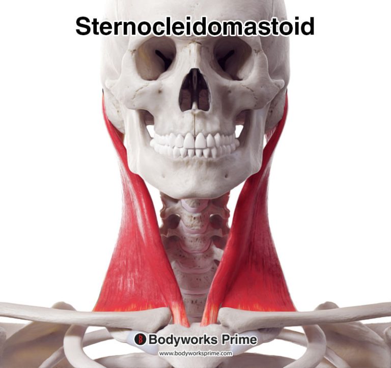 Sternocleidomastoid muscle anatomy diagram
