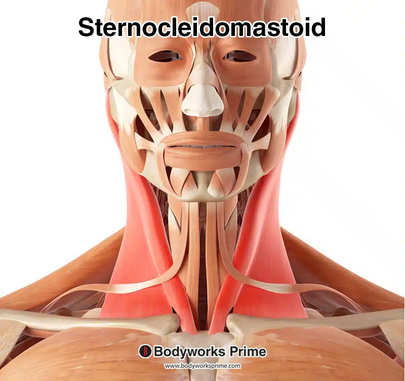 Sternocleidomastoid highlighted amongst the other muscles