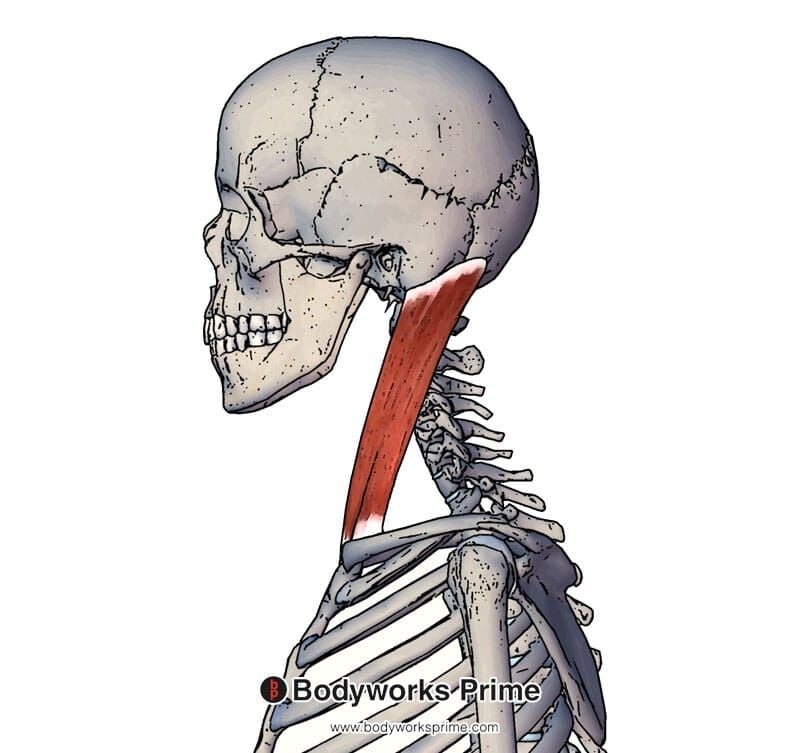 sternocleidomastoid muscle lateral view