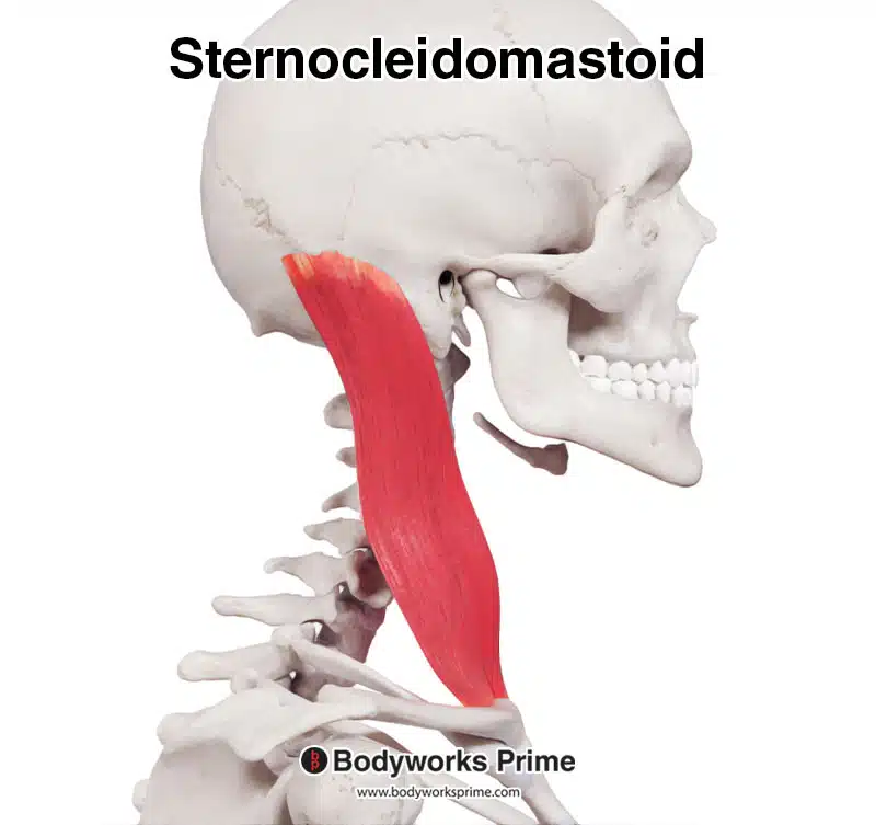 sternocleidomastoid muscle lateral view