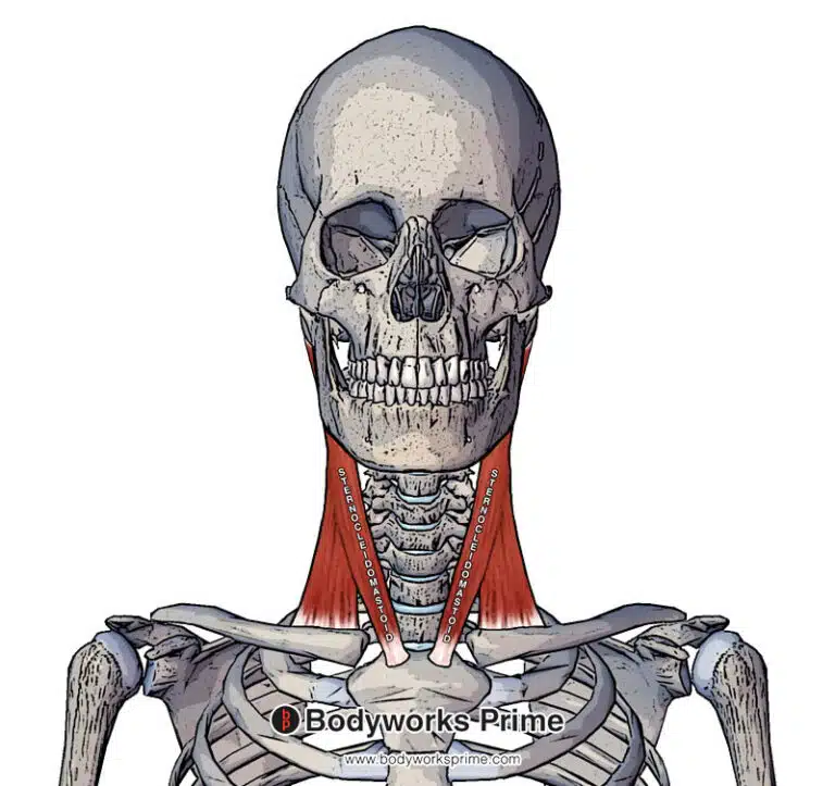 Sternocleidomastoid Muscle Anatomy