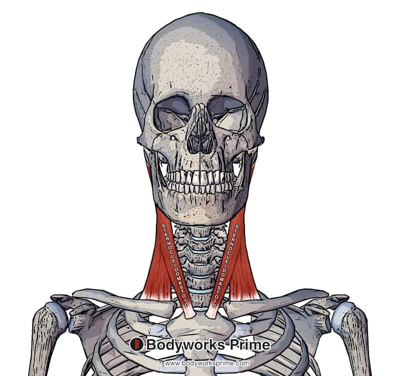 sternocleidomastoid muscle anterior view