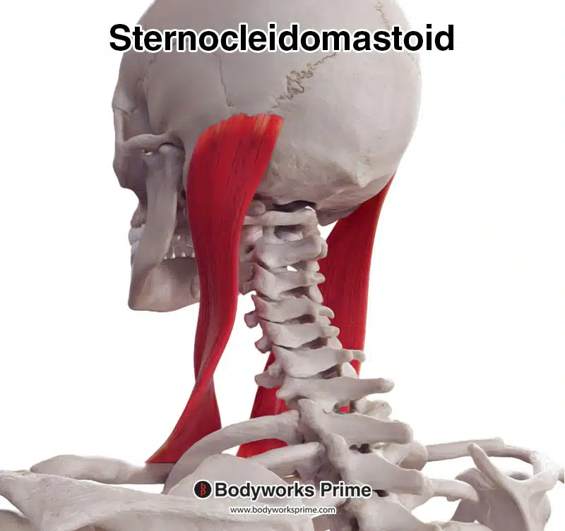 sternocleidomastoid muscle posterolateral view